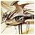 Benutzerbild von nashsitaAwancenet