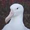 Benutzerbild von Albatros