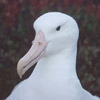 Benutzerbild von Albatros