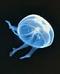 Benutzerbild von Jellyfish