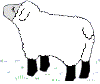 Benutzerbild von schaf