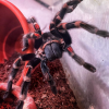 Benutzerbild von Tarantulaguy